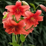 Nasiona i cebule - Lilia Azjatycka Pearl Loraine 1 szt cebulki lilii - miniaturka - grafika 1