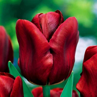 Tulipan Pojedynczy Wczesny Jan Reus 5 szt Tulipany cebulki tulipanów - Nasiona i cebule - miniaturka - grafika 1