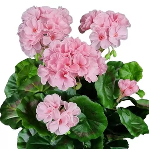 PELARGONIA SZTUCZNA W DONICZCE (613.05) JASNY RÓŻ sztuczne kwiaty na balkon na taras - Sztuczne kwiaty - miniaturka - grafika 1