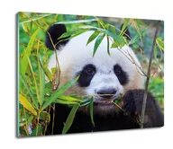 Deski do krojenia - szklana osłona kuchenna Panda bambus liście 60x52, ArtprintCave - miniaturka - grafika 1