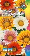 Nasiona i cebule - Gazania lśniąca mieszanka 0,5g / L / - miniaturka - grafika 1