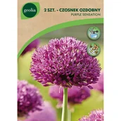 Nasiona i cebule - Czosnek Purple Sensation 14/+ 2szt. Cebulki kwiatów Geolia - miniaturka - grafika 1