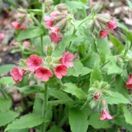 Nasiona i cebule - Pulmonaria Miodunka rubra Bowles Red 1 szt. - miniaturka - grafika 1