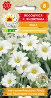 Nasiona i cebule - Rogownica Kutnerowata Biała Bylina Nasiona 0,2 G - miniaturka - grafika 1