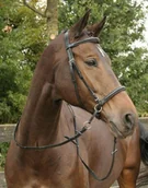 Ogłowia - HARRY''S HORSE Ogłowie bezwędzidłowe - miniaturka - grafika 1