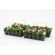 Kwiaty doniczkowe - Niecierpek wys. 10 cm don. 5 cm - miniaturka - grafika 1