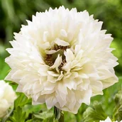 Nasiona i cebule - Anemon Zawilec St. Brigid Mount Everest 10 szt. cebulki cebule - miniaturka - grafika 1