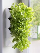 Akwaria i zestawy akwarystyczne - AQUAEL Zielnik ścienny Versa Garden Herbs - miniaturka - grafika 1