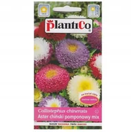 Nasiona i cebule - Nasiona Aster Ch. Pomponowy Mieszanka 1 Gram Plantico - miniaturka - grafika 1