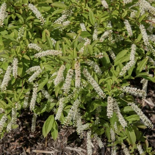 Itea wirginijska 'Henry's Garnet' Doniczka 2.0L (Itea virginica) - Kwiaty doniczkowe - miniaturka - grafika 1