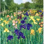 Kartki okolicznościowe i zaproszenia - Susan Entwistle Karnet z kopertą Irysy - miniaturka - grafika 1