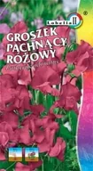 Nasiona i cebule - Groszek pachnący różowy 2g / L / - miniaturka - grafika 1
