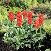 Nasiona i cebule - Arum Italicum Obrazek Włoski 3 szt cebulki - miniaturka - grafika 1