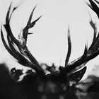 Ihsahn - Metal, Punk - miniaturka - grafika 1
