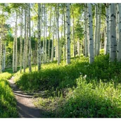 Fototapety - Fototapeta Las Brzozowy Brzozy Drzewa Zielony 400x280 cm Tapeta Do Sypialni Salonu Kuchni Na Flizelinie - miniaturka - grafika 1