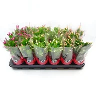 Kwiaty doniczkowe - Szlumbergera - miniaturka - grafika 1