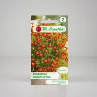 Nasiona i cebule - Aksamitka wąskolistna Red Gem Czerwona 0,3g - Nasiona - W. Legutko - miniaturka - grafika 1