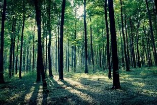 Plakat, Złoty potok las, 50x40 cm - Plakaty Plakat, Złoty potok las, 50x40 cm - Plakaty - miniaturka - grafika 1