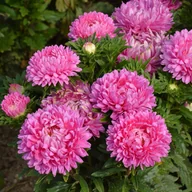 Nasiona i cebule - Aster chiński karłowy Milady Rose Różowy 1g - Nasiona - W. Legutko - miniaturka - grafika 1