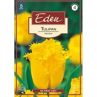 Nasiona i cebule - Tulipan strzępiasty Hamilton 5 sztuk Eden - miniaturka - grafika 1