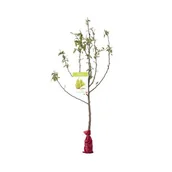 Kwiaty doniczkowe - Drzewko owocowe w balocie Grusza wys. 160-170 cm - miniaturka - grafika 1