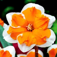 Nasiona i cebule - Narcyz Orangery 25 szt Narcyzy cebulki cebule - miniaturka - grafika 1