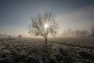 Galeria Plakatu, Plakat, Drzewo, 50x40 cm - Plakaty Galeria Plakatu, Plakat, Drzewo, 50x40 cm - Plakaty - miniaturka - grafika 1