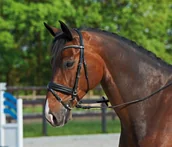 Ogłowia - BUSSE Ogłowie Comfort - czarny/bloczki srebrne - miniaturka - grafika 1