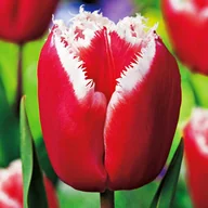 Nasiona i cebule - Tulipan Strzępiasty Canasta 5 szt cebulki tulipanów - miniaturka - grafika 1