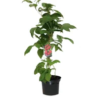 Kwiaty doniczkowe - Malina czerwona, wys.60-70 cm, don.2 l - miniaturka - grafika 1