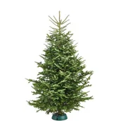 Choinki - Jodła Frassera cięta wys. 175-210 cm - miniaturka - grafika 1