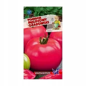 Nasiona i cebule - Pomidor wczesny Malinowy Ożarowski 0,5g / O / - miniaturka - grafika 1