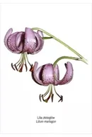 Podkładki na biurko - Tablica A4 Lilia złotogłów - miniaturka - grafika 1