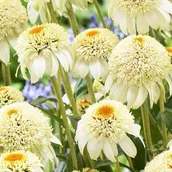 Nasiona i cebule - Jeżówka ’Milkshake’ - miniaturka - grafika 1