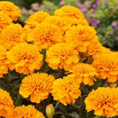 Nasiona i cebule - Aksamitka rozpierzchła Harvest Moon nasiona kwiat - miniaturka - grafika 1