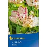 Nasiona i cebule - Cebule tulipanów Profi-Line Mehrblütige Tulpe Belicia - miniaturka - grafika 1
