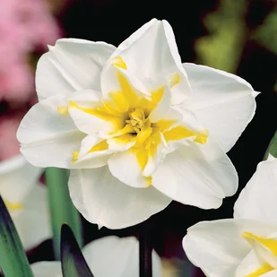 Narcyz o Rozszczepionym Przykoronku Lemon Beauty 5 szt narcyzy cebulki - Nasiona i cebule - miniaturka - grafika 1