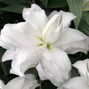 Lilia orientalna pełna Lotus Beauty XXL 1 szt. cebule cebulki lilii lilie - Nasiona i cebule - miniaturka - grafika 1