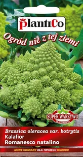 NASIONA Kalafior Romanesco Natalino 0,2g PLANTICO Super Warzywo 402676 - Nasiona i cebule - miniaturka - grafika 1