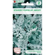 Nasiona i cebule - Starzec popielny, Mrozy srebrnobiały W.Legutko - miniaturka - grafika 1