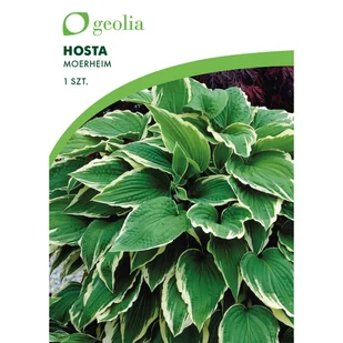 Funkia Moerheim 1szt. cebulki kwiatów Geolia - Nasiona i cebule - miniaturka - grafika 1