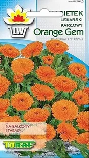 NAGIETEK KARŁOWY ORANGE GEM 0,5 GR NASION - Nasiona i cebule - miniaturka - grafika 1