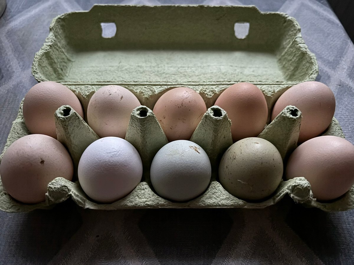 Jaja kurze z wolnego wybiegu klasa wagowa L