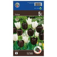 Nasiona i cebule - Tulipan Black and Creme 11/12 5szt. cebulki kwiatów - miniaturka - grafika 1