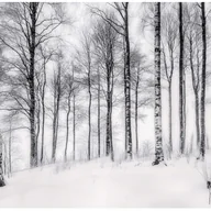 Fototapety - Fototapeta Drzewa Czarno Białe Las Natura 350x250 cm Tapeta Do Sypialni Salonu Kuchni Na Flizelinie - miniaturka - grafika 1