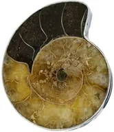 Pierścionki - Amonit Wyjątkowy Pierścionek Srebro R 10-26 Certyfikat Unikat - miniaturka - grafika 1