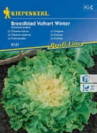 Nasiona i cebule - Endywia Breedblad Volhart Winter 8131 (St) - miniaturka - grafika 1