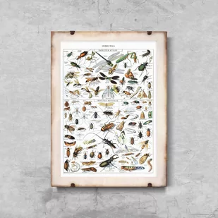 Plakat w stylu retro Owady Adolphe Millot - Plakaty - miniaturka - grafika 1