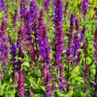 Nasiona i cebule - Szałwia omszona Niebieska 'New Dimension Blue' (Salvia nemorosa) W Doniczce - miniaturka - grafika 1
