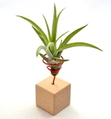 Kwiaty doniczkowe - Tillandsia CAPITATA R  na stojaku, komp 61/K4 - miniaturka - grafika 1